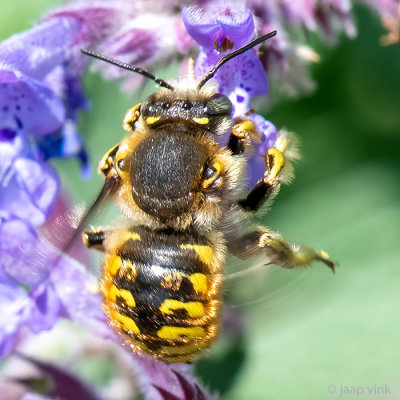 European Wool Carder Bee - Grote Wolbij - Anthidium manicatum