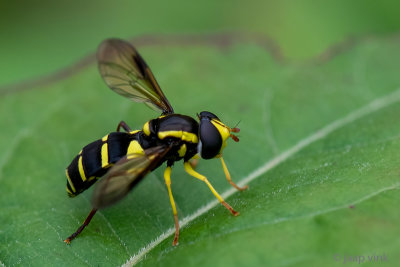 Syrphidae - Gewone Citroenzweefvlieg - Xanthogramma pedissequum