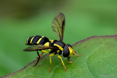 Syrphidae - Gewone Citroenzweefvlieg - Xanthogramma pedissequum