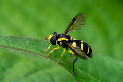 Syrphidae - Gewone Citroenzweefvlieg - Xanthogramma pedissequum