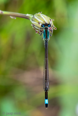 Blue-tailed Damselfly - Lantaarntje - Ischnura elegans