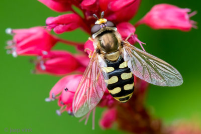 Syrphidae - Terrasjeskommazweefvlieg - Eupeodes corollae