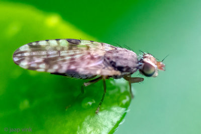 Tephritidae - Tandzaadboorvlieg - Dioxyna bidentis