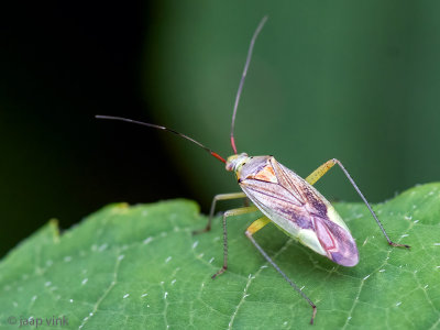 Miridae - Mediterrane Prachtblindwants - Closterotomus trivialis