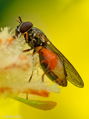 Syrphidae - Gewone Driehoekszweefvlieg - Melanostoma mellinum