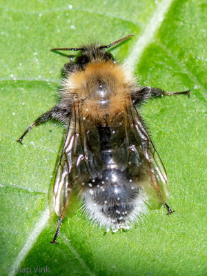 Tree Bumblebee - Boomhommel - Bombus hypnorum