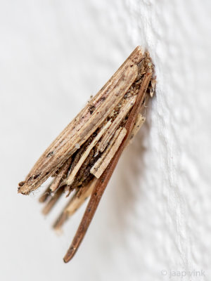 Bagworm Moth - Gewone Zakdrager - Psyche casta
