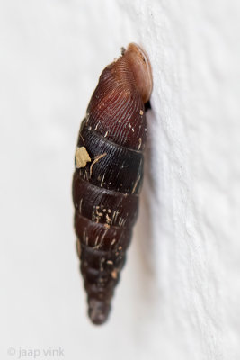 Two toothed door snail - Vale clausilia - Clausilia bidentata