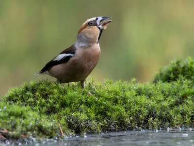 Hawfinch - Appelvink - Coccothraustes coccothraustes