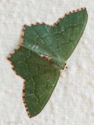 Common Emerald - Kleine Zomervlinder - Hemithea aestivaria