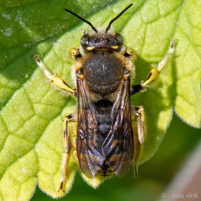 European Wool Carder Bee - Grote Wolbij - Anthidium manicatum