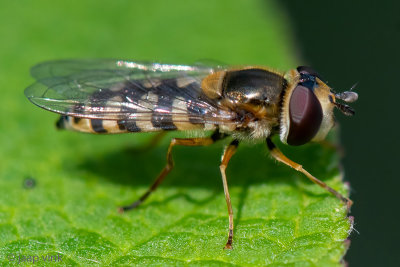 Syrphidae - Terrasjeskommazweefvlieg - Eupeodes corollae