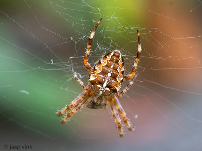 European Garden Spider - Kruisspin - Araneus diadematus