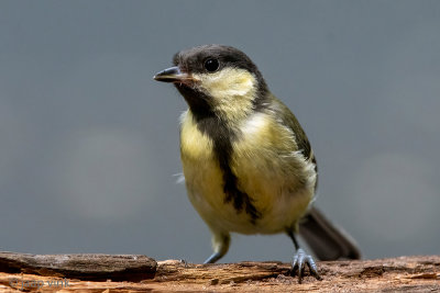 Great Tit - Koolmees - Parus major