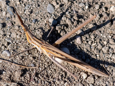 Cone-headed Grasshopper - Gewone Neussprinkhaan - Acrida ungarica