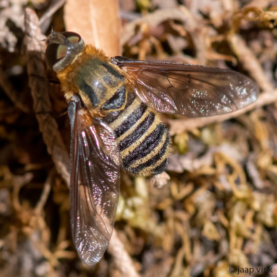 Bombyliidae - Wolzwever - Villa (brunnea?)