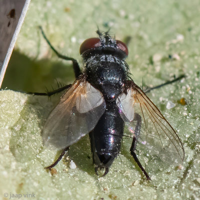Tachinidae - Sluipvlieg - Leucostoma spec
