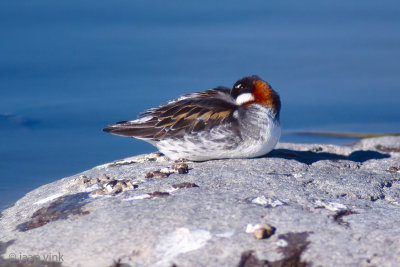 Red-necked Phalarope - Grauwe Franjepoot - Phalaropus lobatus