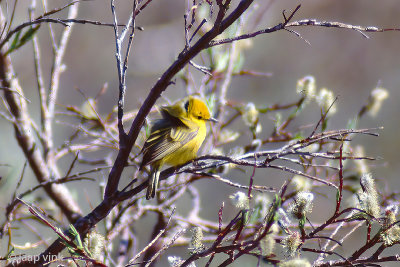 American Yellow Warbler - Mangrovezanger - Setophaga aestiva