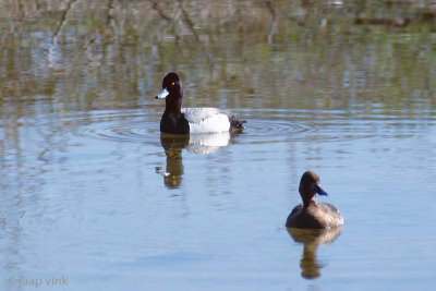 Lesser Scaup - Kleine Topper - Aythya affinis