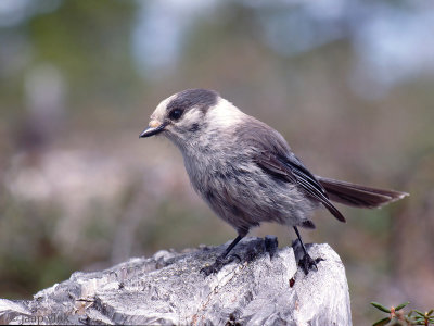Canada Jay - Canadese Taigagaai - Perisoreus canadensis