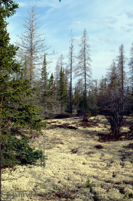 Boreal forest - Taiga