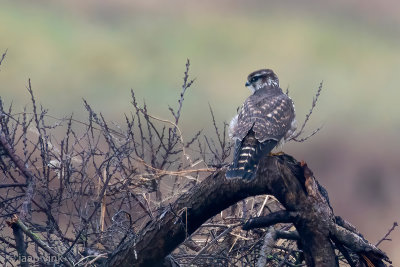 Merlin - Smelleken - Falco columbarius