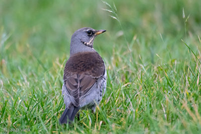 Fieldfare - Kramsvogel - Turdus pilaris