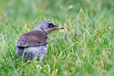 Fieldfare - Kramsvogel - Turdus pilaris