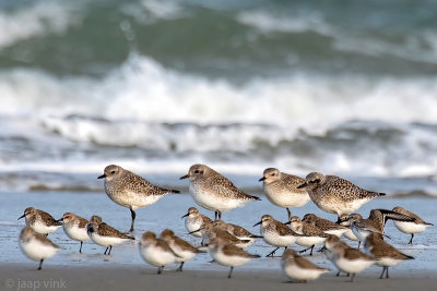 Black-bellied Plover - Zilverplevier - Pluvialis squatarola