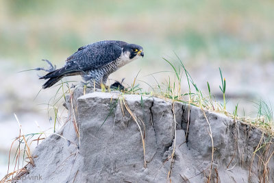 Peregrine - Slechtvalk - Falco peregrinus