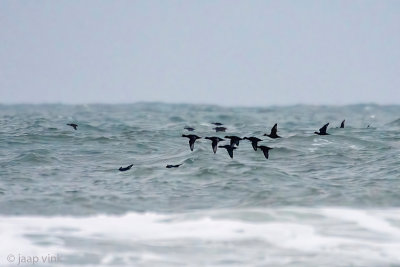 Common Scoter - Zwarte Zee-eend - Melanitta nigra