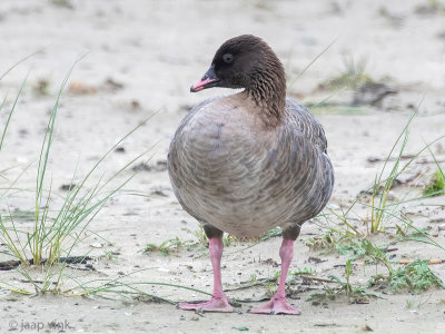 Pink-footed Goose - Kleine Rietgans - Anser brachyrhynchus