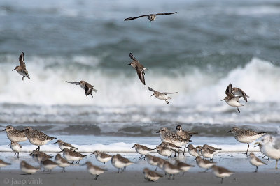 Dunlin - Bonte Strandloper - Calidris alpina