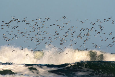 Dunlin - Bonte Strandloper - Calidris alpina