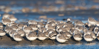 Sanderling - Drieteenstrandloper - Calidris alba