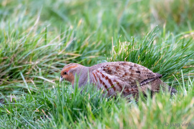 Grey Partridge - Patrijs -Perdix perdix