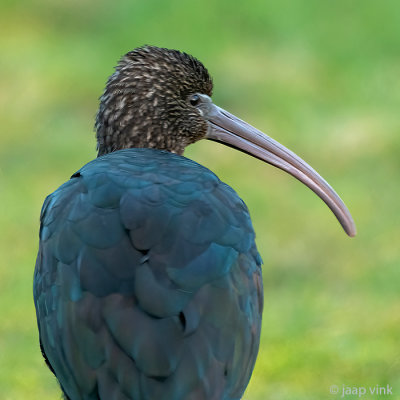 Glossy Ibis - Zwarte Ibis - Plegadis falcinellus