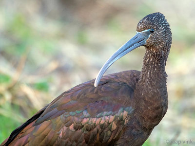 Glossy Ibis - Zwarte Ibis - Plegadis falcinellus