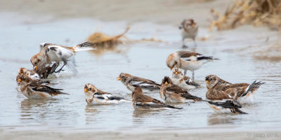 Snow Bunting - Sneeuwgors - Plectrophenax nivalis