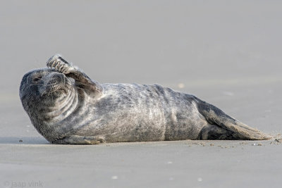 Grey Seal - Grijze Zeehond - Halichoerus grypus