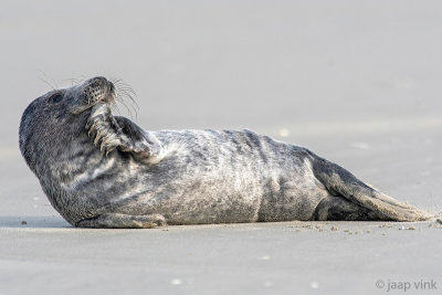 Grey Seal - Grijze Zeehond - Halichoerus grypus