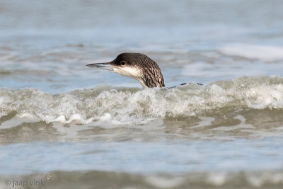 Black-throated Diver - Parelduiker - Gavia arctica