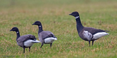 Black Brant - Zwarte Rotgans - Branta (bernicla) nigricans