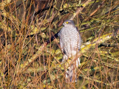 Eurasian Sparrowhawk - Sperwer - Accipiter nisus