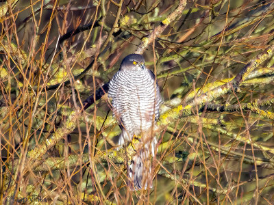 Eurasian Sparrowhawk - Sperwer - Accipiter nisus