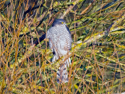 Eurasian Sparrowhawk - Sperwer - Accipiter nisus