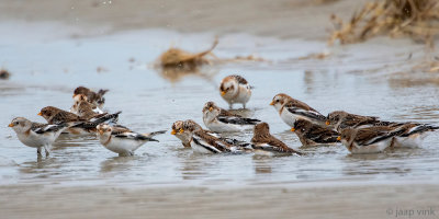 Snow Bunting - Sneeuwgors - Plectrophenax nivalis