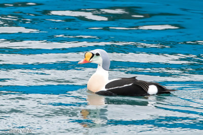 King Eider - Koningseider - Somateria spectabilis