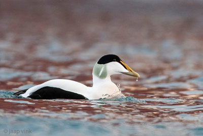 Common Eider - Eider - Somateria mollissima